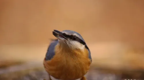 Comment nourrir les oiseaux en hiver ? 